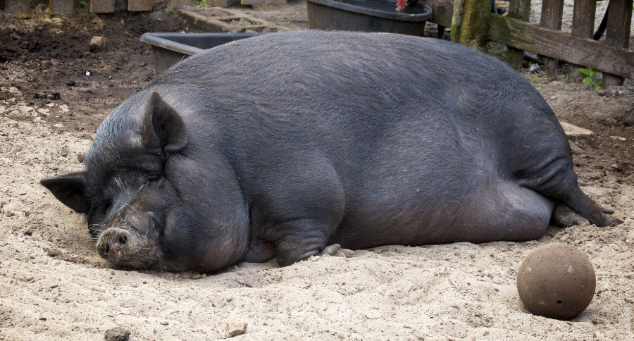 Micro Pigs