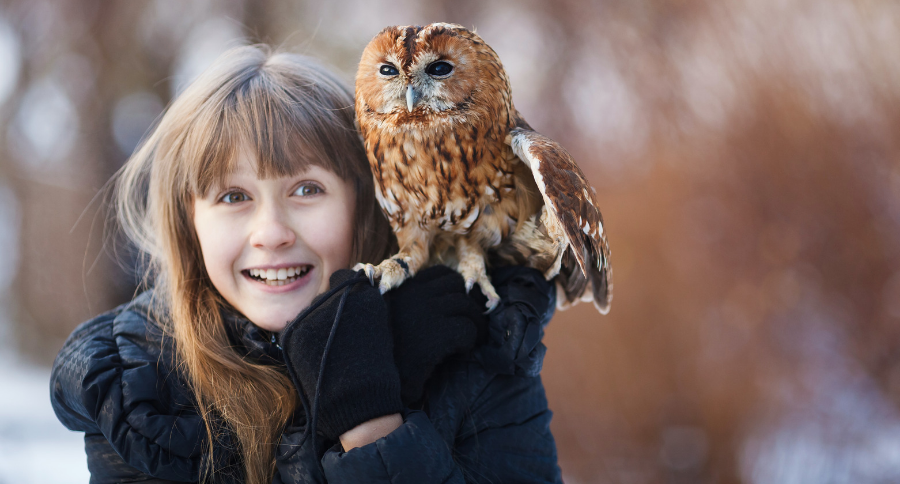 Pet Owl