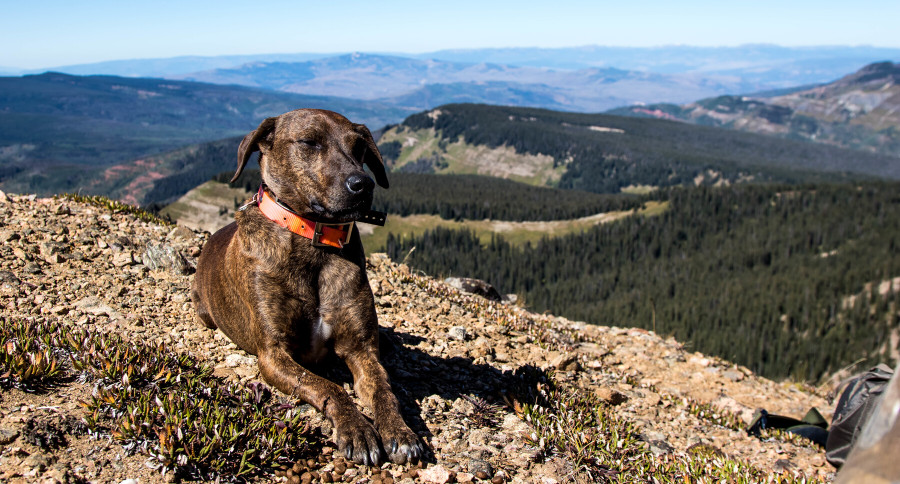 Plott Hound