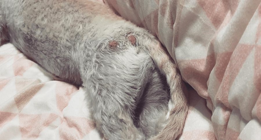 Ringworm In Dogs