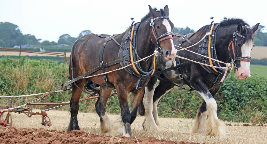 Shire Horse Breed Profile