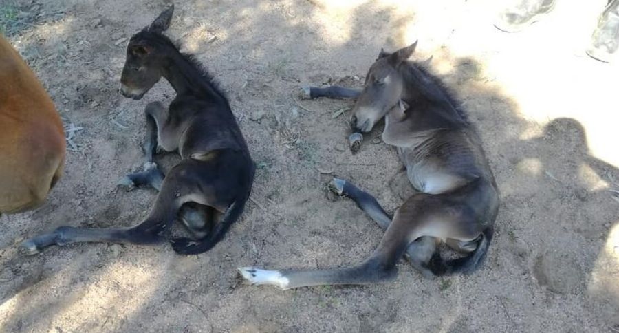 Twin Foals