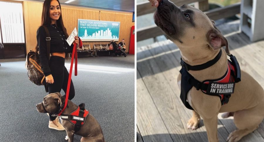 Pit Bull Ban