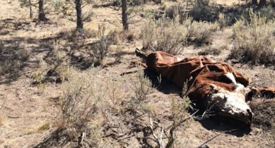 Cattle Killings