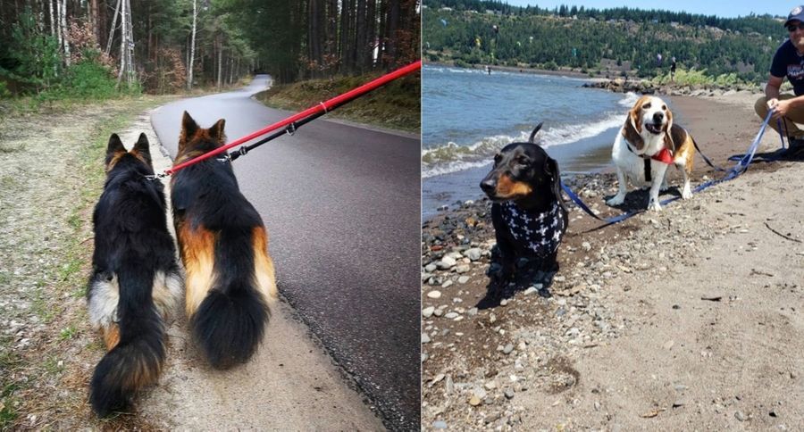 Dogs Help Humans Live Longer