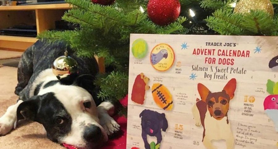 Cat Advent Calendar