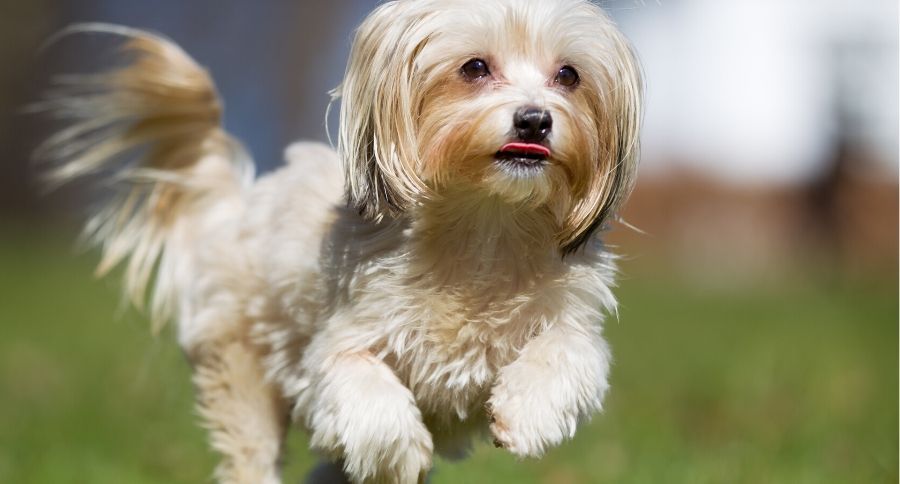 Havanese