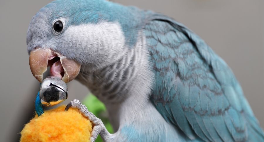 Quaker Parrot