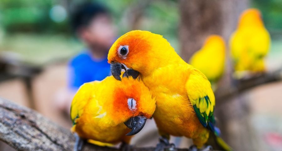 Sun Parakeets