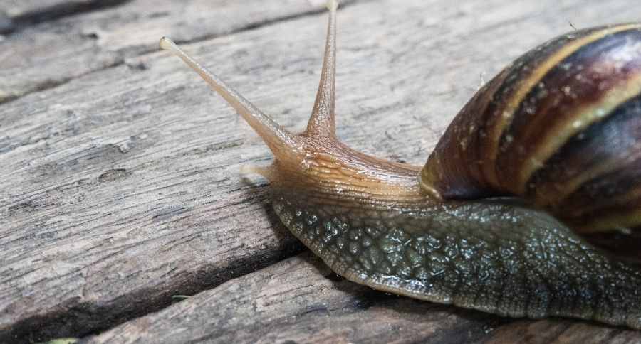 Giant Land Snail