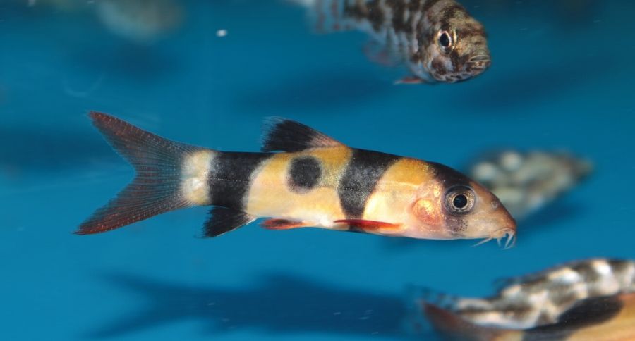 Clown Loach