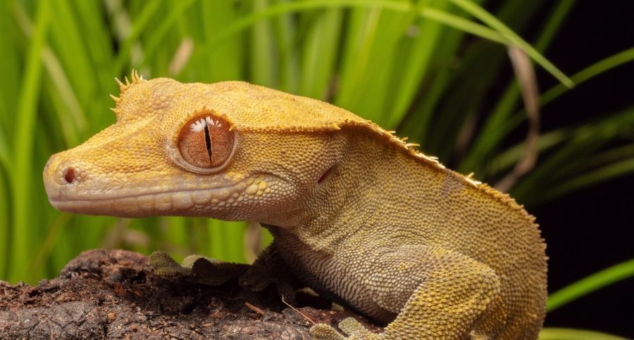 Crested Gecko