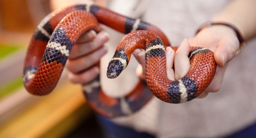 Snake Names
