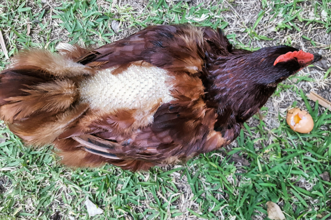 chicken molting