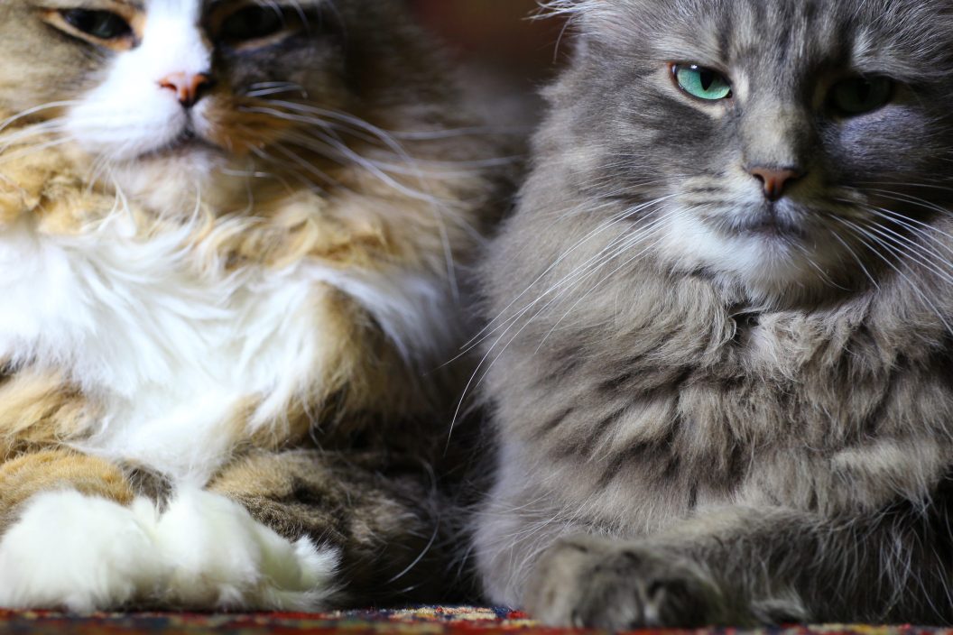 Cat Mating Guide