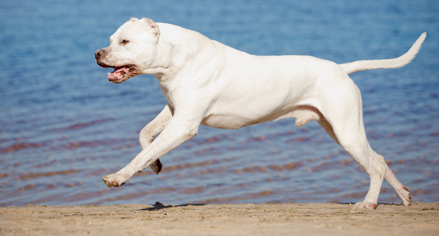 Dogo Argentino Breed Profile
