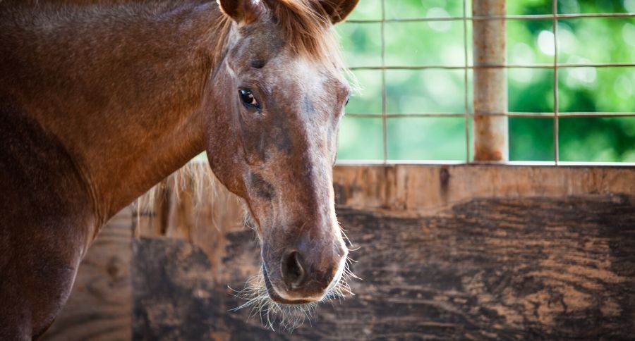 Aging Horse