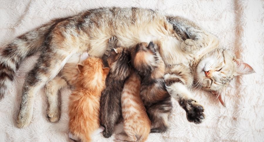 Pregnant Cat