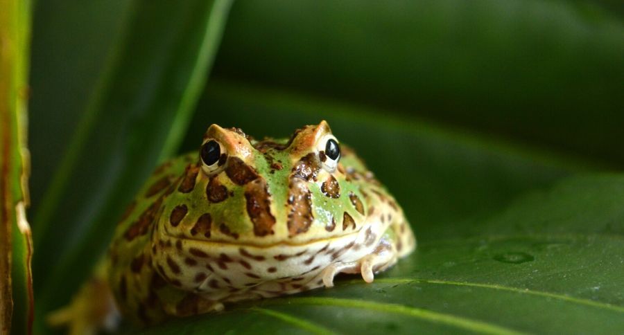 Pacman Frog