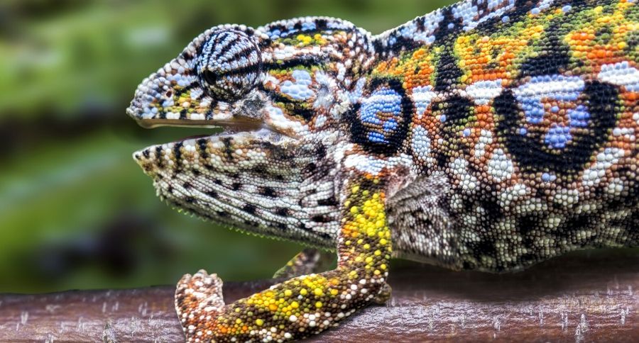 Panther Chameleon