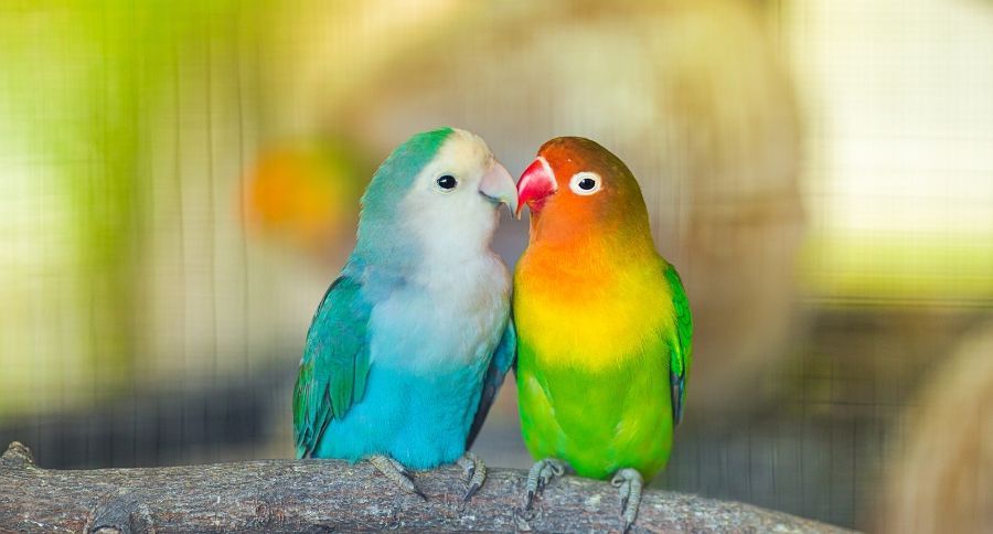 Love Birds