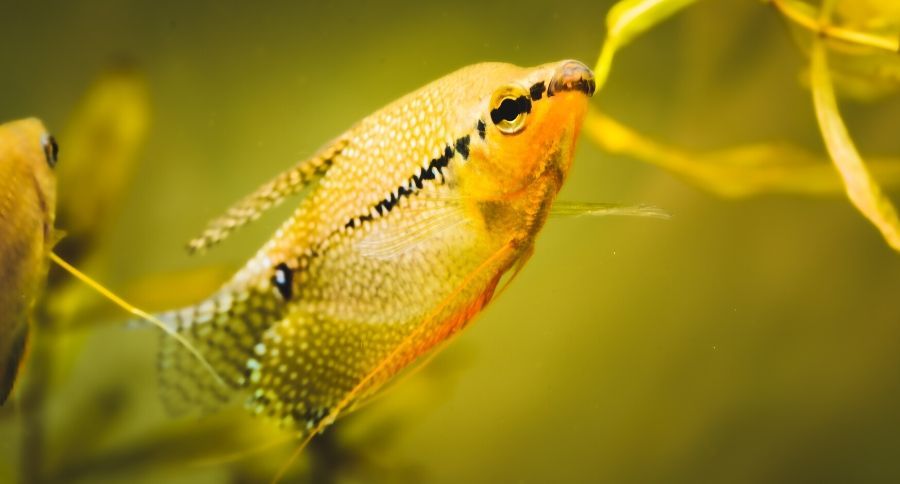 Pearl Gourami