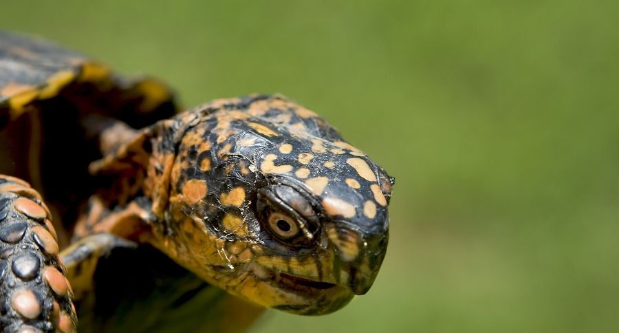 Box Turtle