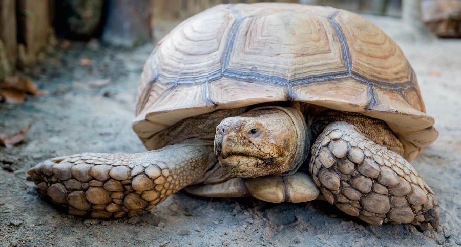 Sulcata Tortoise
