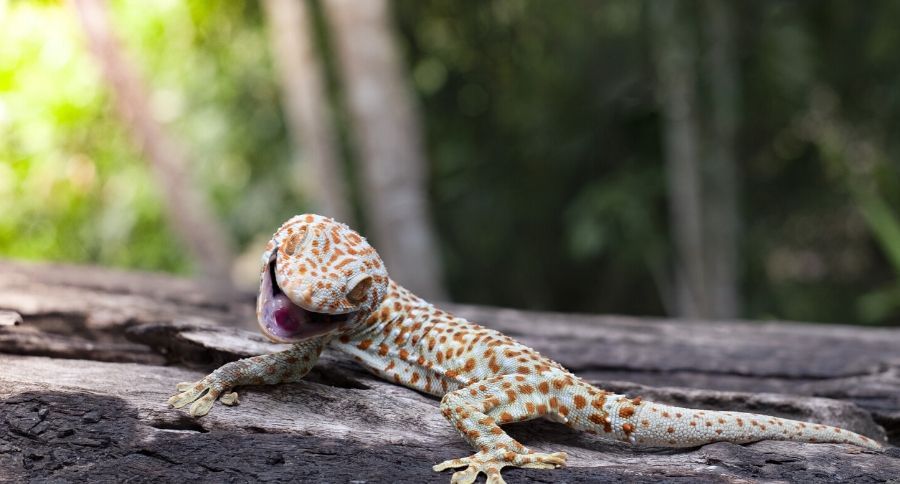Tokay Gecko
