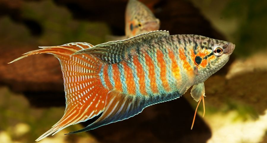 Paradise Fish