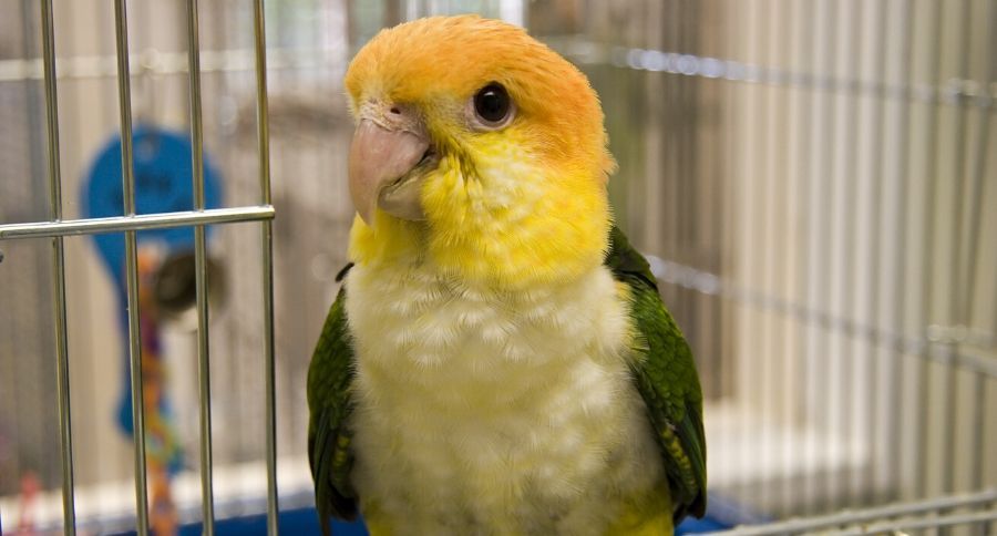 Caique