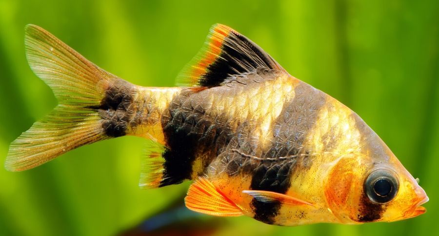Tiger barb