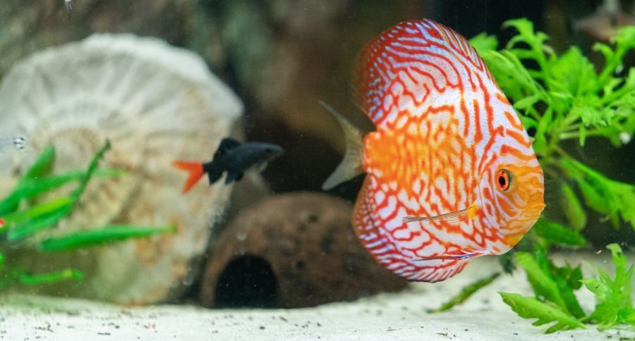 Discus Fish