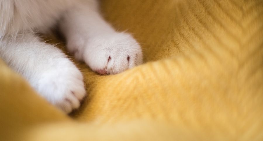 Cats Kneading