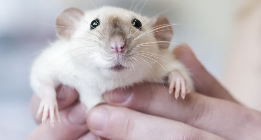 Pet Rat