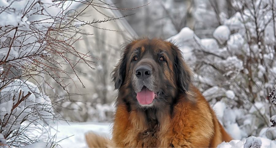 Leonberger