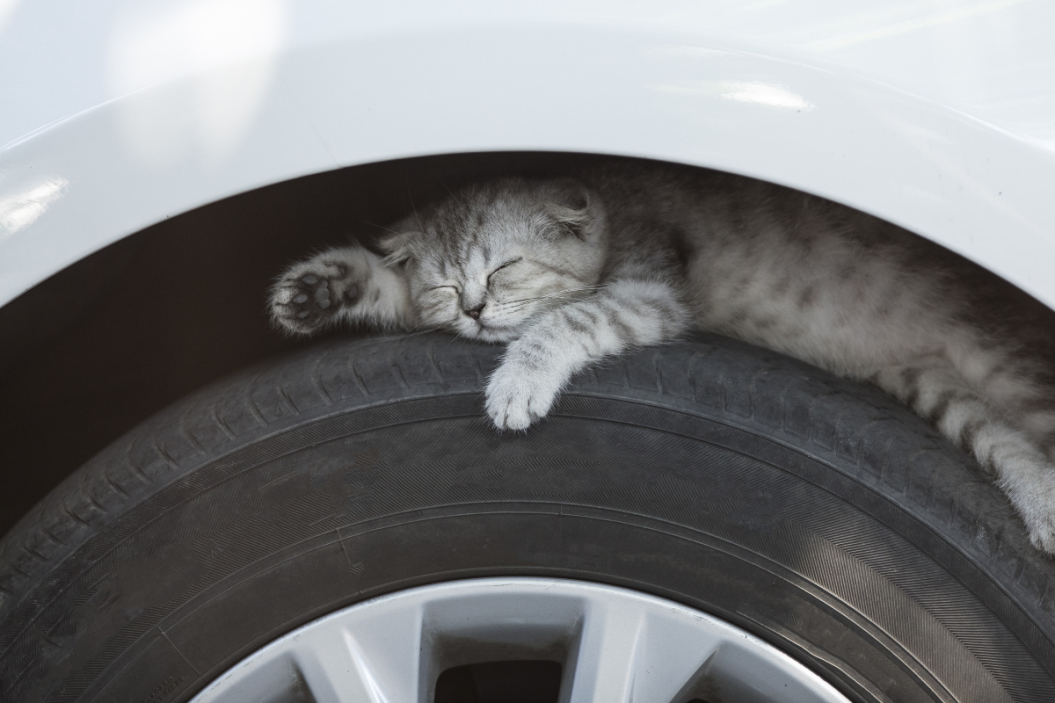Knock Car Cats