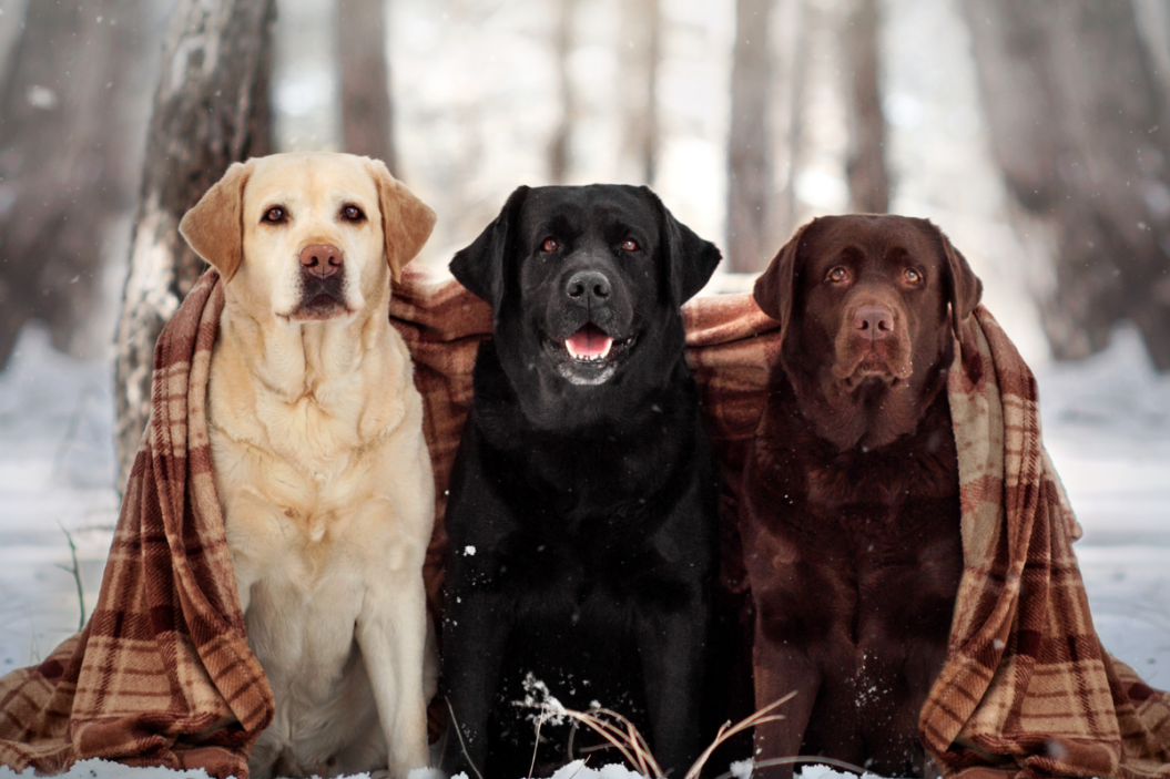 Three labradors pose for the camera.