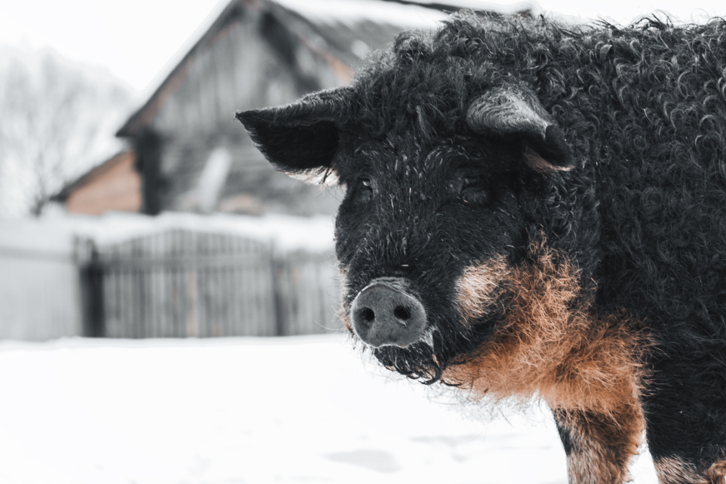 Mangalitsa