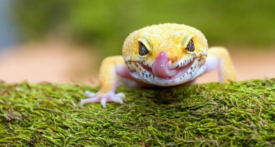 Gecko