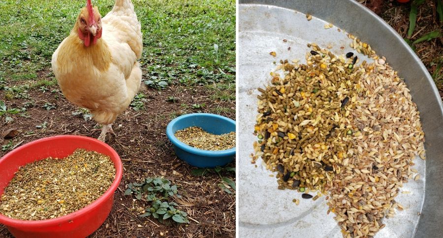 Chicken Feed