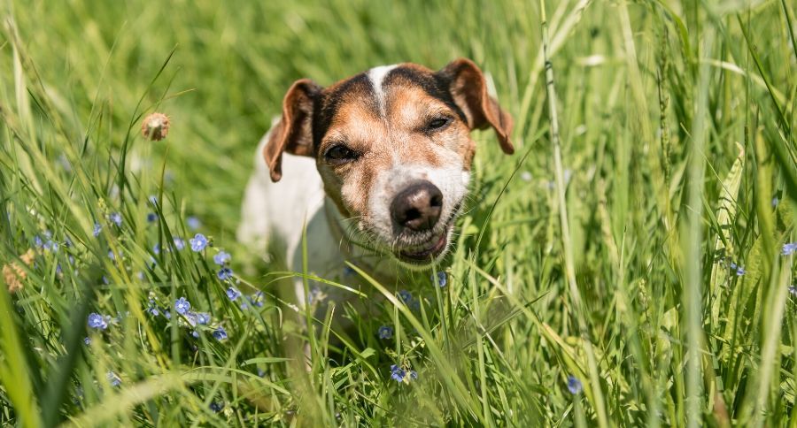 Dog Eating Grass