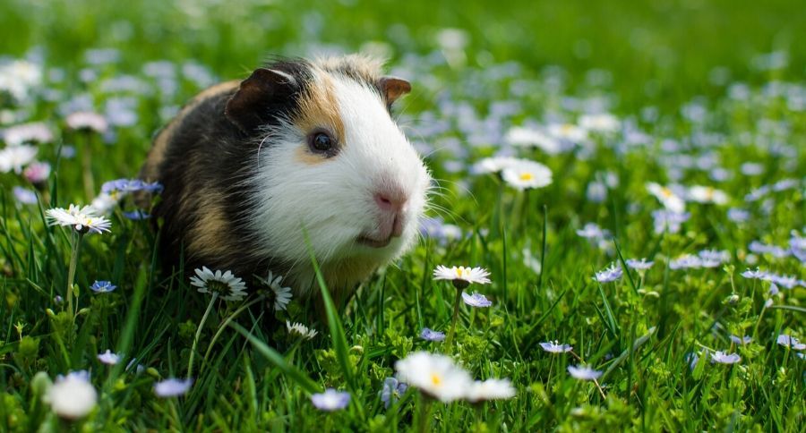 Guinea Pig Sounds