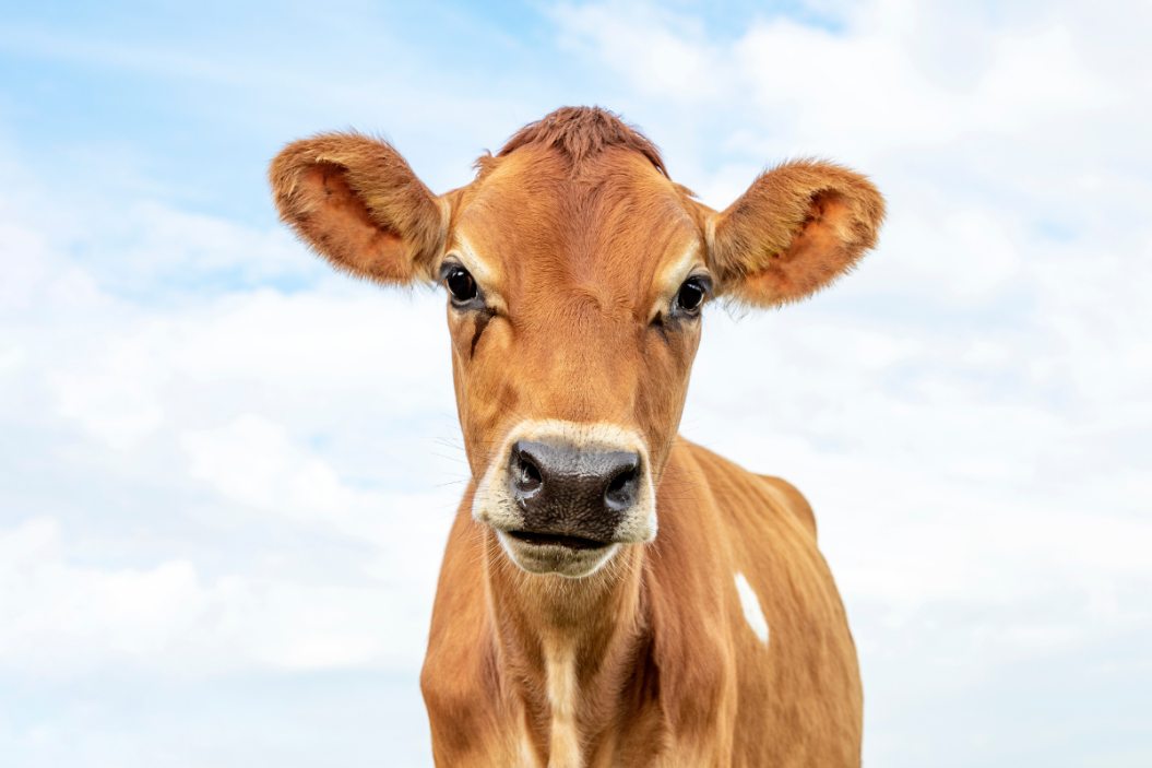 animal looking at camera with sky background
