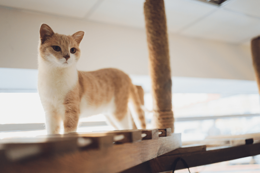 tiny cat breed on cat tree