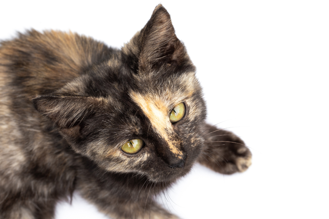 chimera cat