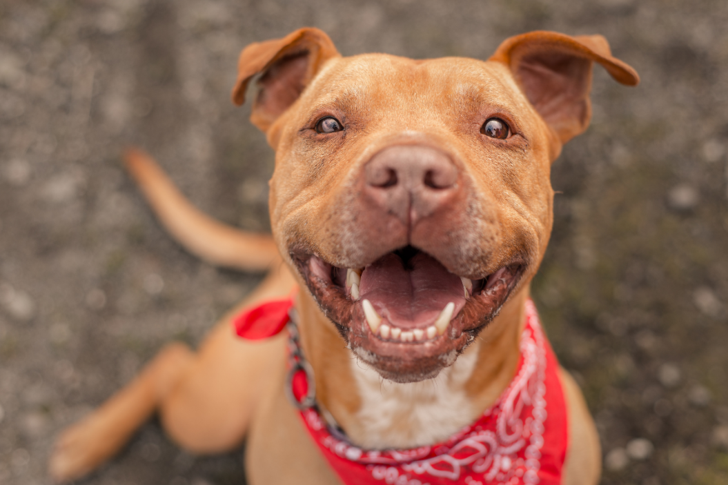 American Staffordshire Bull Terrier
