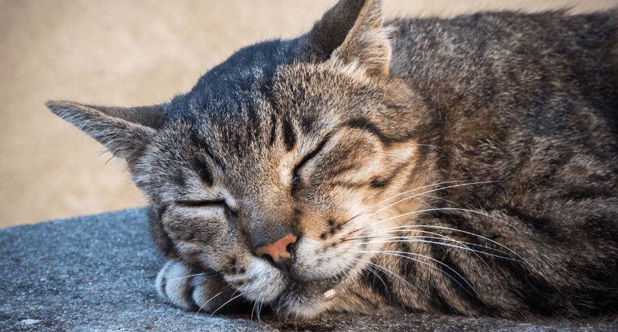 Cat Drooling