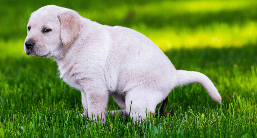 Puppy Diarrhea