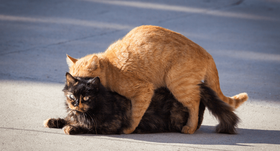 Cat In Heat